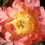 Paeonia 'Coral Sunset', Peony 'Coral Sunset', 'Coral Sunset' Peony, Pink Flowers, Pink Peonies, Coral Flowers, Coral Peonies